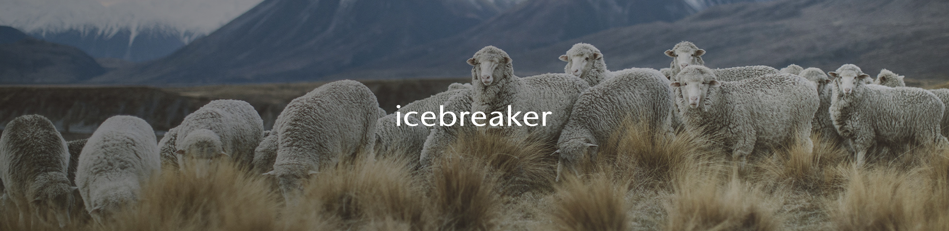 Sheep with the Icebreaker brand logo in the middle