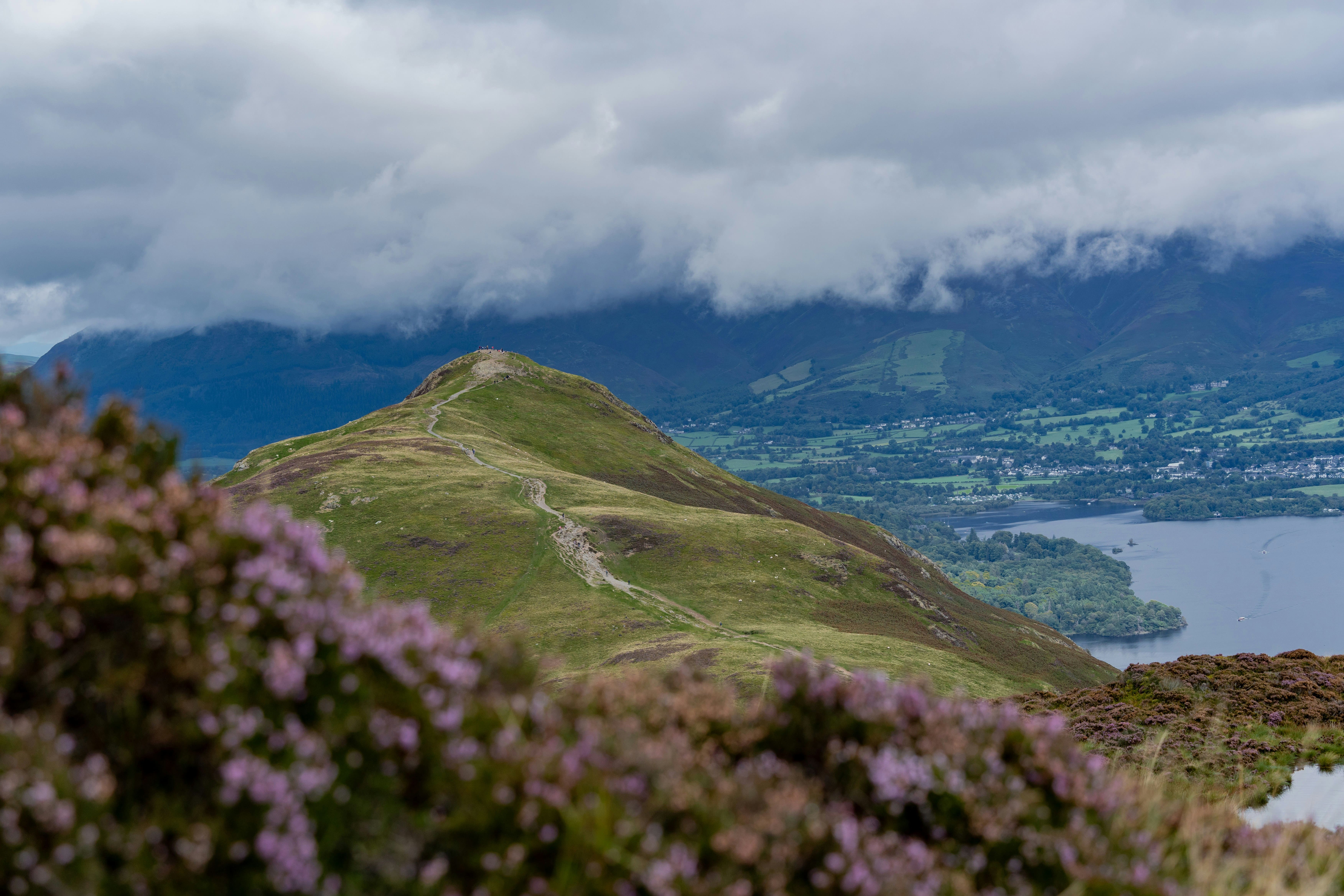 An image of the path up to Catbells through the heather 