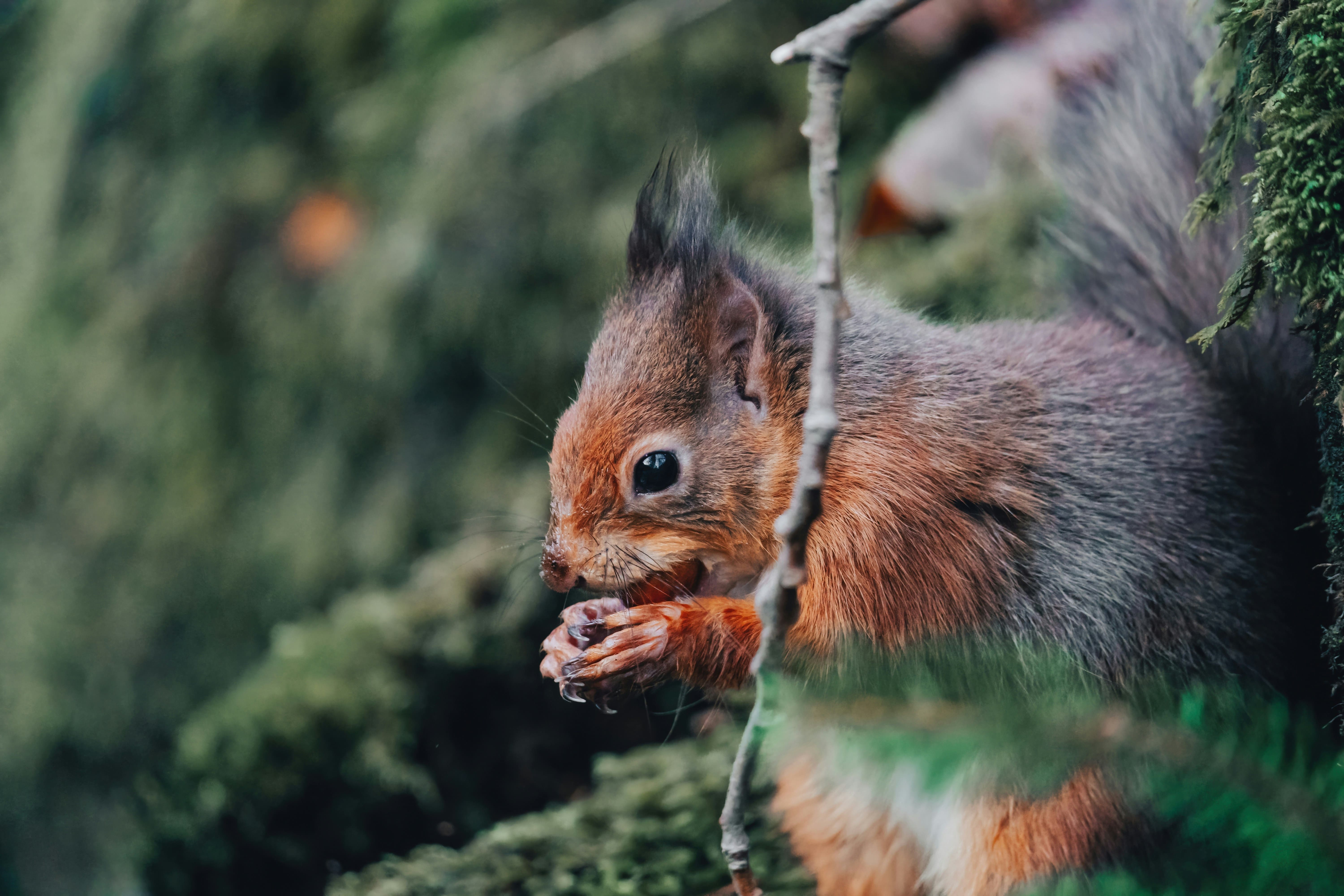 An image of a squirrel eating a nut in the Lake District 