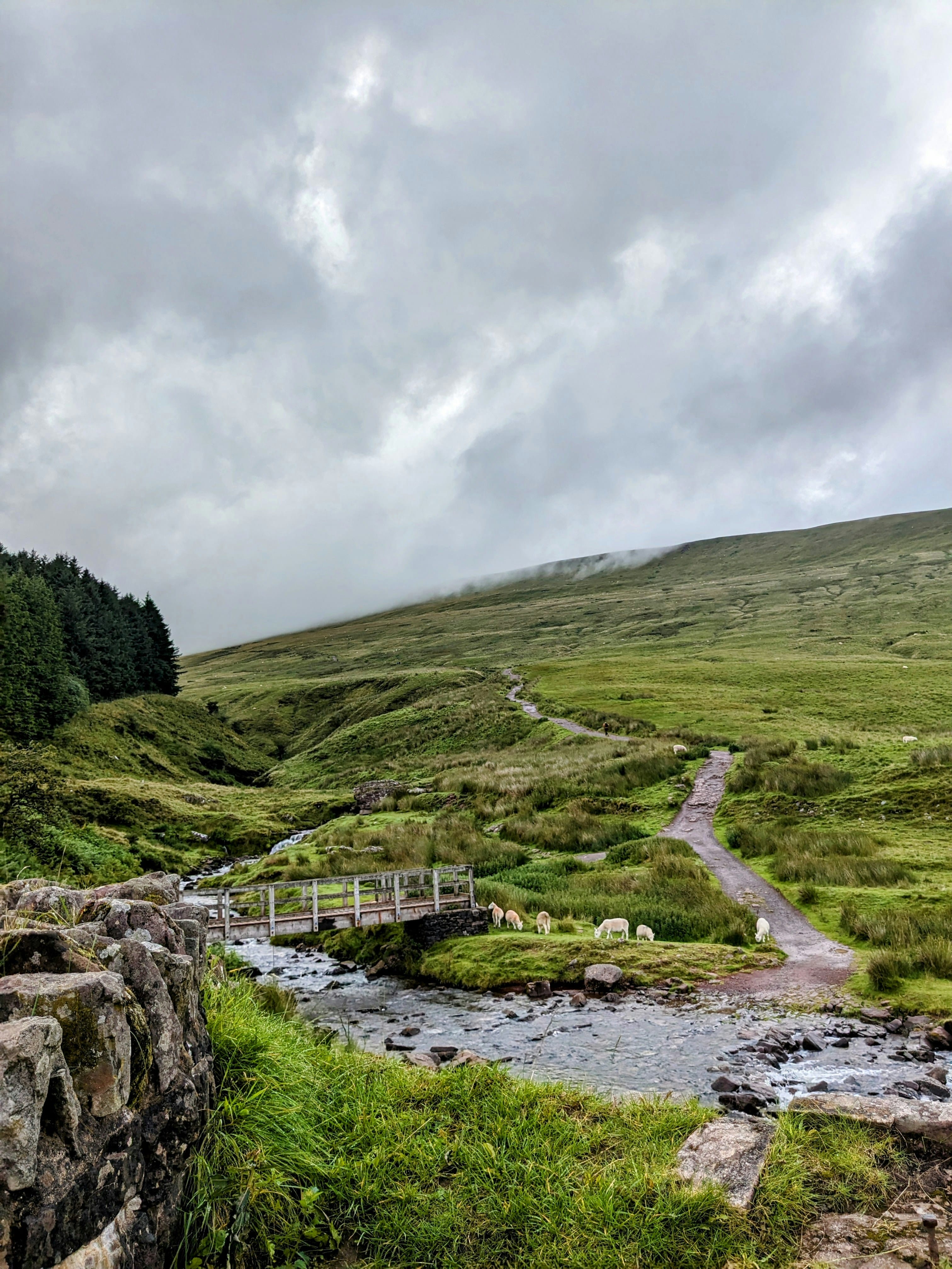 An image from the bottom of a path up to Corn Du and Pen Y Fan. There is a stream, grass and sheep. 