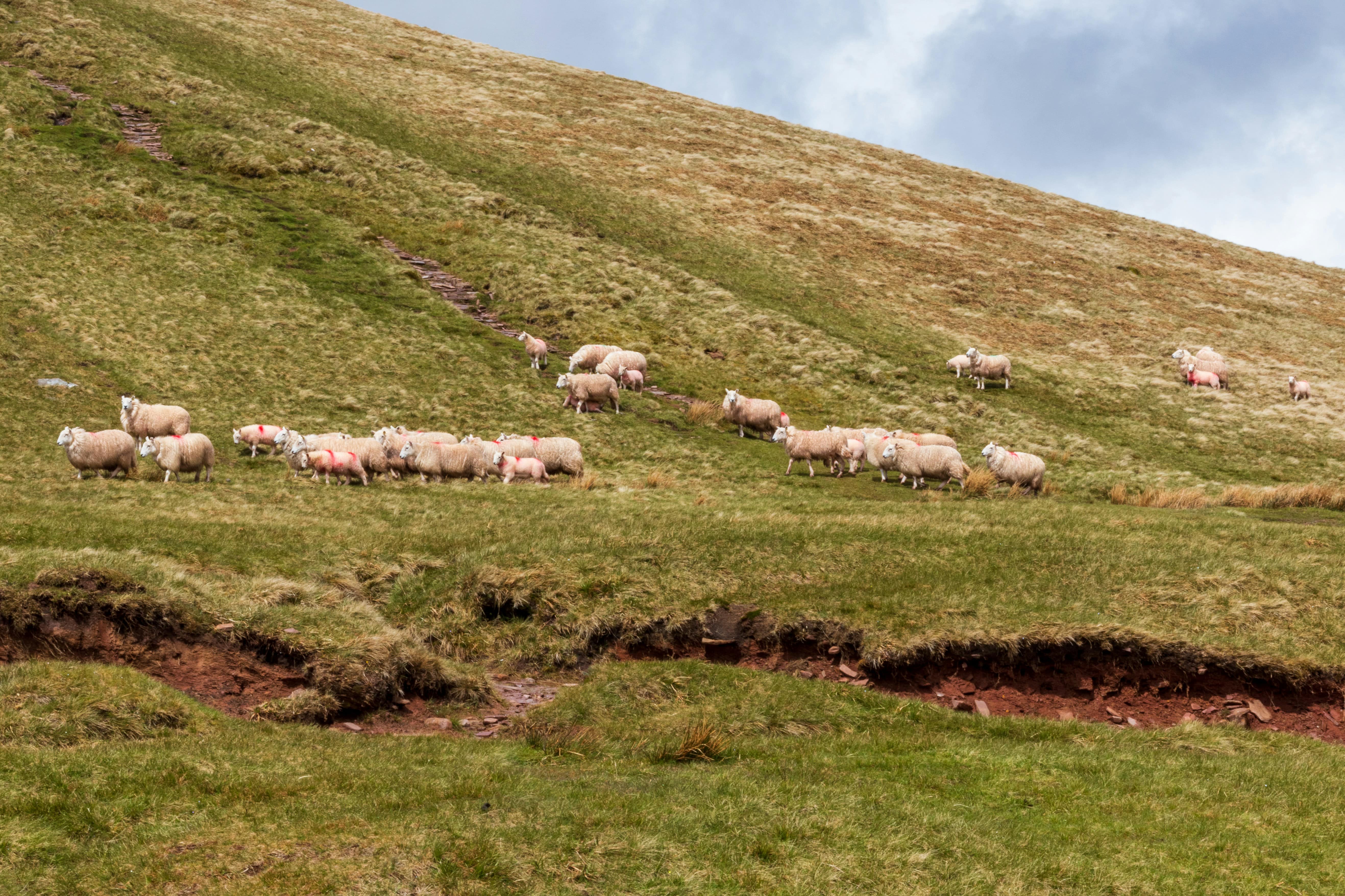 An image of multiple sheep stood on the path up to Pen Y Fan 