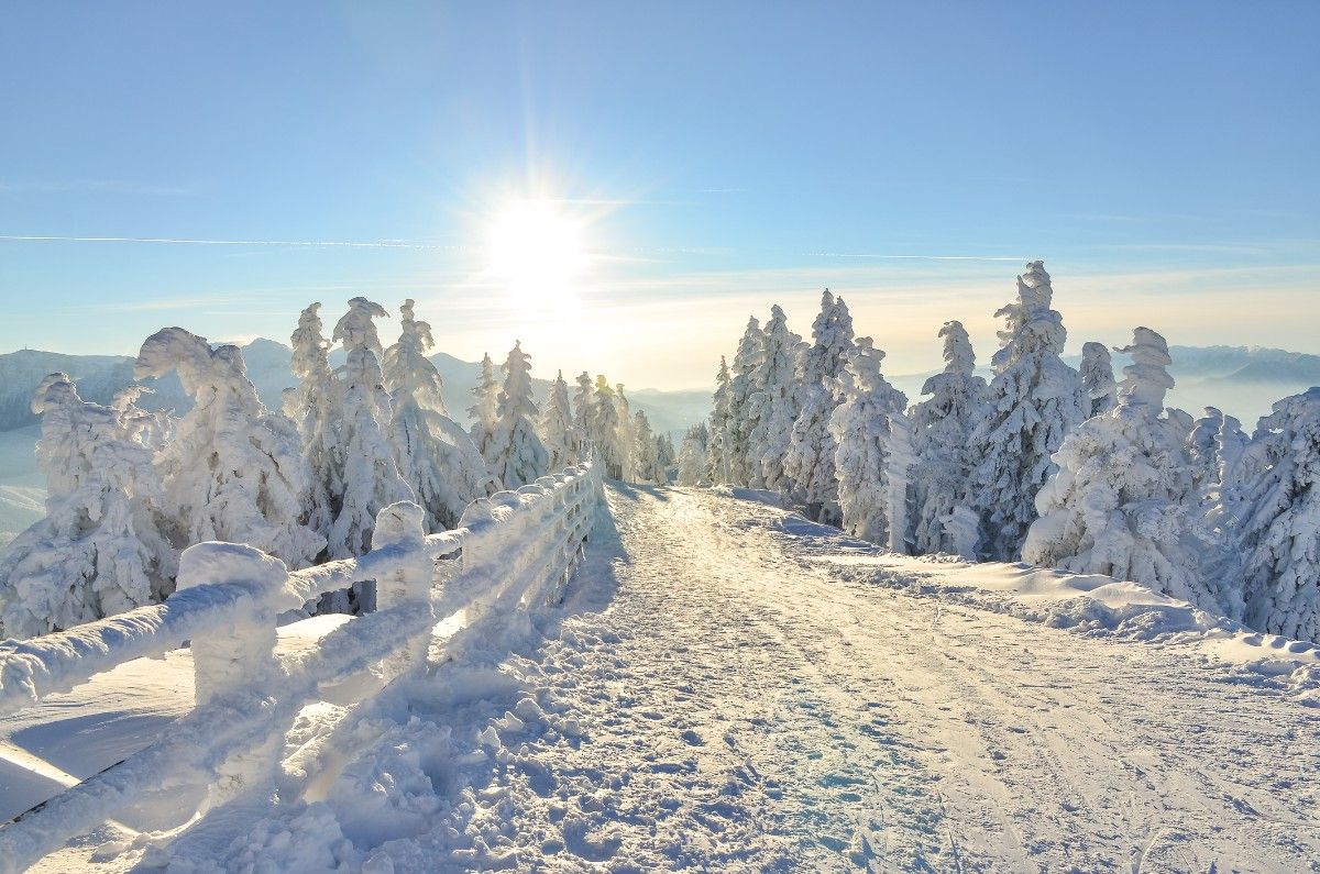 A snowy slope with snow covered trees at Poaina Brasov ski resort